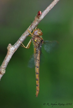 Neurocordulia virginiensis, female